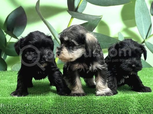 Mükemmel Kali̇tede Mi̇nyatür Schnauzer Yavrular görsel