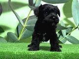 Mükemmel Kali̇tede Mi̇nyatür Schnauzer Yavrular