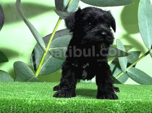 Mükemmel Kali̇tede Mi̇nyatür Schnauzer Yavrular görsel