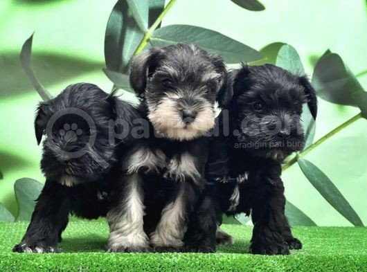 Mükemmel Kali̇tede Mi̇nyatür Schnauzer Yavrular görsel