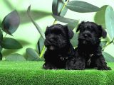 Mükemmel Kali̇tede Mi̇nyatür Schnauzer Yavrular