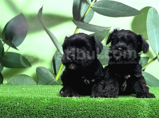 Mükemmel Kali̇tede Mi̇nyatür Schnauzer Yavrular görsel