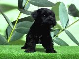 Mükemmel Kali̇tede Mi̇nyatür Schnauzer Yavrular