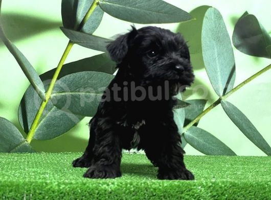 Mükemmel Kali̇tede Mi̇nyatür Schnauzer Yavrular görsel