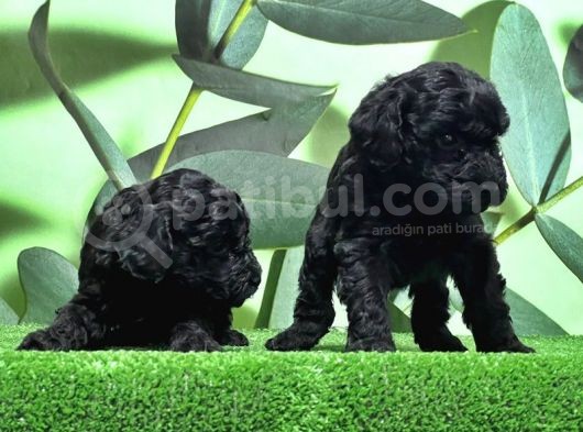 Mükemmel Kali̇tede Si̇yah Toy Poodle Yavru görsel