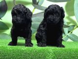 Mükemmel Kali̇tede Si̇yah Toy Poodle Yavru