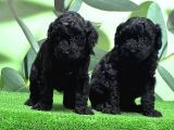 Mükemmel Kali̇tede Si̇yah Toy Poodle Yavru