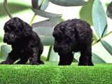 Mükemmel Kali̇tede Si̇yah Toy Poodle Yavru