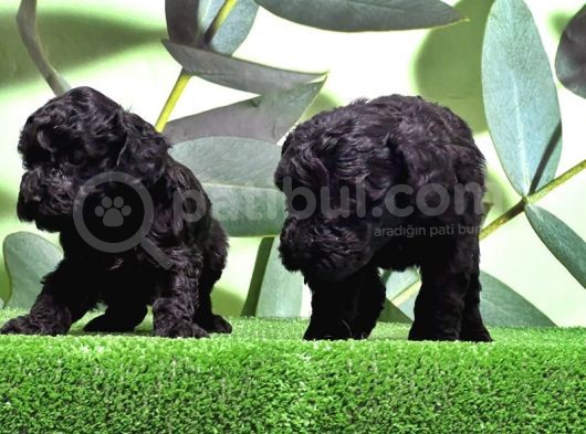 Mükemmel Kali̇tede Si̇yah Toy Poodle Yavru görsel