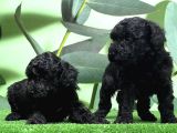 Mükemmel Kali̇tede Si̇yah Toy Poodle Yavru