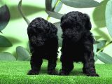Mükemmel Kali̇tede Si̇yah Toy Poodle Yavru