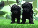 Mükemmel Kali̇tede Si̇yah Toy Poodle Yavru