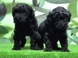 Mükemmel Kali̇tede Si̇yah Toy Poodle Yavru