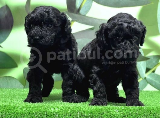 Mükemmel Kali̇tede Si̇yah Toy Poodle Yavru görsel