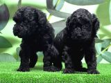 Mükemmel Kali̇tede Si̇yah Toy Poodle Yavru
