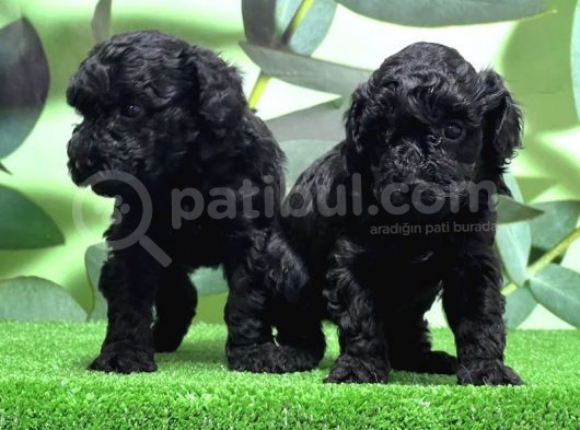Mükemmel Kali̇tede Si̇yah Toy Poodle Yavru görsel