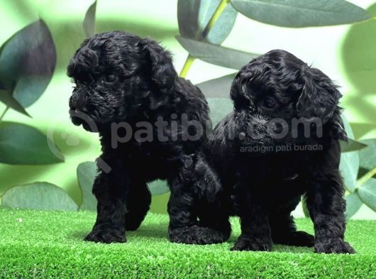 Mükemmel Kali̇tede Si̇yah Toy Poodle Yavru görsel
