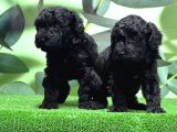 MÜKEMMEL KALİTEDE SİYAH TOY POODLE YAVRU
