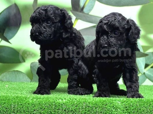 Mükemmel Kali̇tede Si̇yah Toy Poodle Yavru