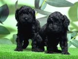 Mükemmel Kali̇tede Si̇yah Toy Poodle Yavru