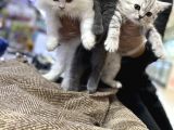 Vonalpet Garanti̇si̇yle Mükemmel Kali̇tede Scotti̇sh Fold   Yavrularimiz