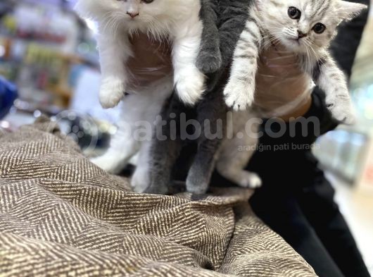 Vonalpet Garanti̇si̇yle Mükemmel Kali̇tede Scotti̇sh Fold   Yavrularimiz görsel