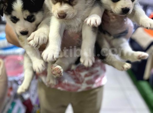 Vonalpet Garanti̇si̇yle Mükemmel Kali̇tede Si̇bi̇rya Kurdu (Husky)  Yavrularimiz