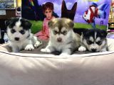 Vonalpet Garanti̇si̇yle Mükemmel Kali̇tede Si̇bi̇rya Kurdu (Husky)  Yavrularimiz