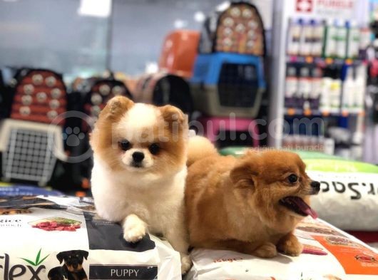 Vonalp Pet Garanti̇si̇yle Üst Kali̇te Pomeri̇an Boo Yavrulari görsel
