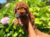 ORJİNAL TOY POODLE YAVRULAR