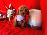 Tatli Tadinda Toy Poodle Yavrulari