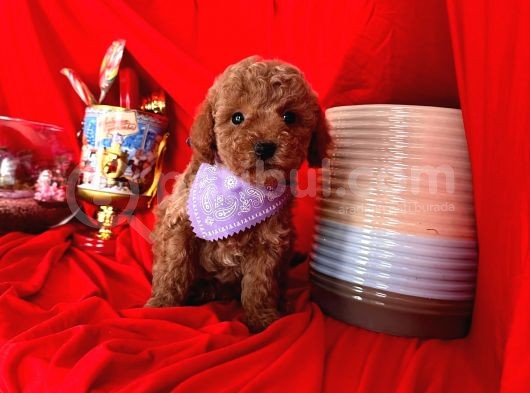 Tatli Tadinda Toy Poodle Yavrulari görsel