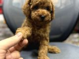 Baby Face Toy Poodle Yavrularimiz Red Brown