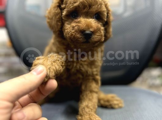 Baby Face Toy Poodle Yavrularimiz Red Brown görsel