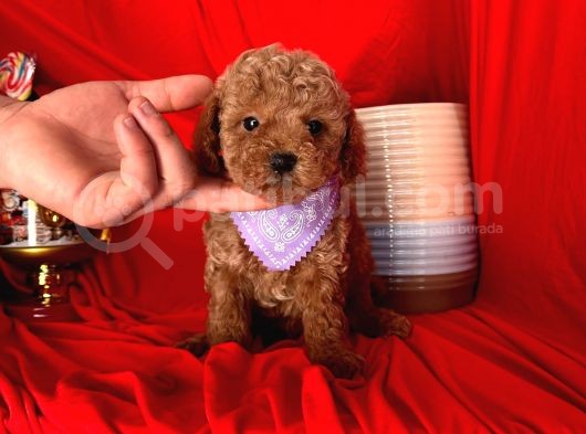Tatli Tadinda Toy Poodle Yavrulari