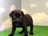 Yüksek Kali̇te Si̇yah Pug Mops Gül Kuyruk