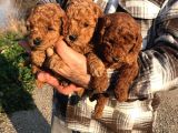 Red Browne Sevimli Toypoodle Yavrularım