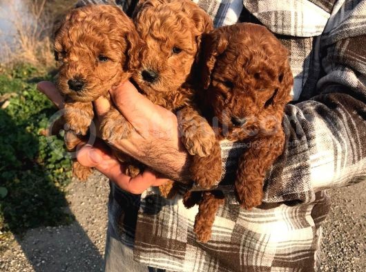 Red Browne Sevimli Toypoodle Yavrularım görsel
