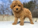 ÇİFTLİĞİMİZDEN GARANTİLİ TOY POODLE BEBEKLER