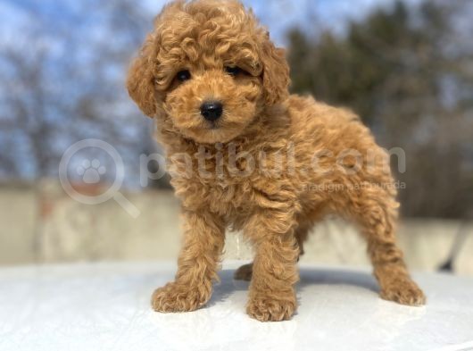 Çi̇ftli̇ği̇mi̇zden Garanti̇li̇ Toy Poodle Bebekler