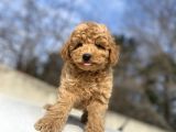 Çi̇ftli̇ği̇mi̇zden Orji̇nal Toy Poodle