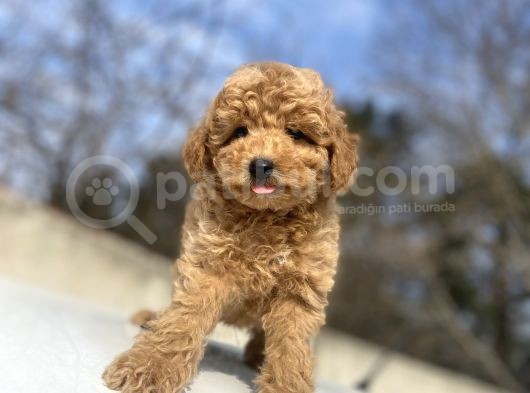 Çi̇ftli̇ği̇mi̇zden Orji̇nal Toy Poodle görsel