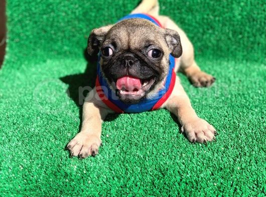 Show Class Gül Kuyruk Pug Mops Yavrular görsel