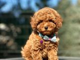Orjinal red toy Poodle