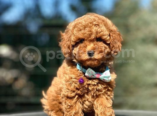 Orjinal Red Toy Poodle
