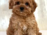 Apricot toy poodle dişi ve erkek yavrular