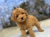 AŞILI SEVİMLİ TOY POODLE BEBEKLER