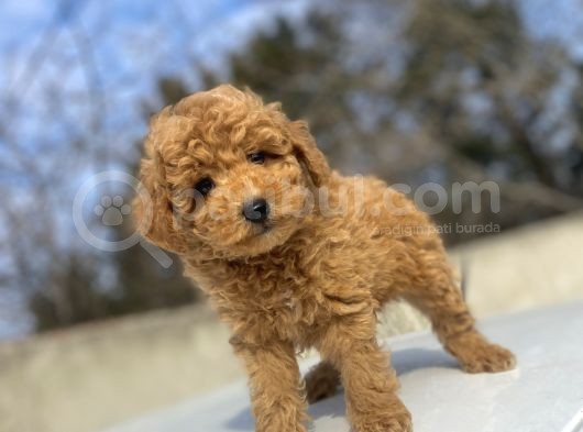 Aşili Sevi̇mli̇ Toy Poodle Bebekler