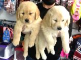 VONALPET GARANTİSİYLE MÜKEMMEL KALİTEDE GOLDEN RETRİEVER  YAVRULARIMIZ
