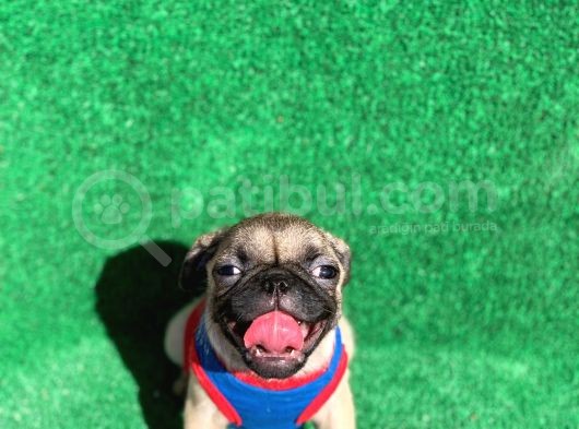 Show Class Gül Kuyruk Pug Mops Yavrular görsel